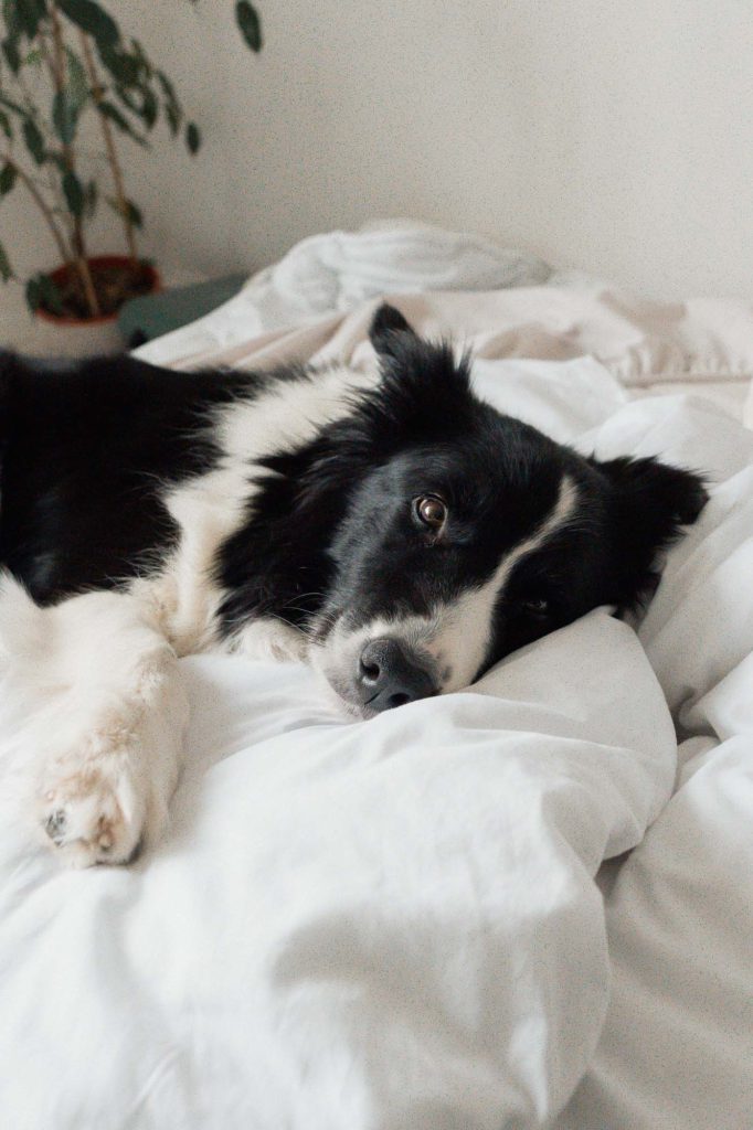 dog on a bed Vida @ Fitzsimons Apartments Aurora, CO pexels camille camila 16608197